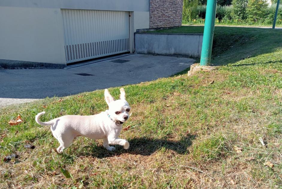 Fundmeldung Hund  Männliche Verdun Frankreich