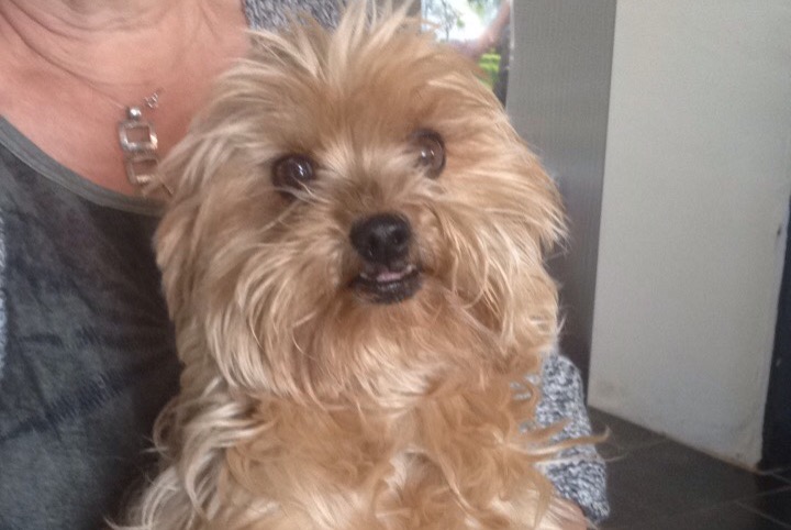 Verdwijningsalarm Hond Vrouwtje , 16 jaar Saint-Jean-lès-Buzy Frankrijk Verdwijningsalarm Hond Vrouwtje , 16 jaar Saint-Jean-lès-Buzy Frankrijk