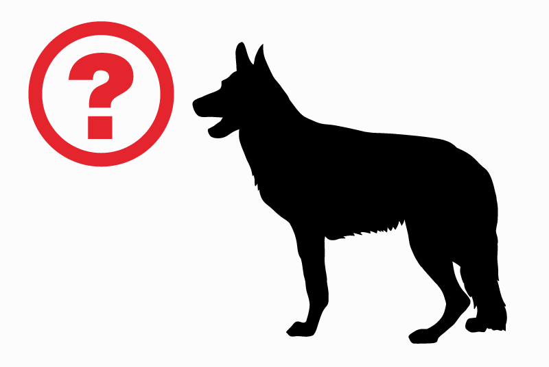 Alerte Disparition Chien  Mâle , 0 ans Chassey-Beaupré France